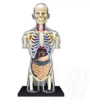 1: 6 Прозрачный Человеческий Торс, Анатомическая модель человека, 4D Бюст, Мужское Тело, Голова, Анатомия опорно-двигательного аппарата, научная модель