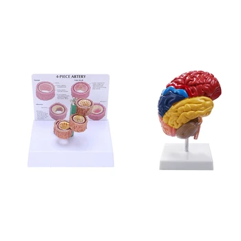 1 Шт. Модель сосудистой патологии и 1 шт. обучающая модель половины ствола головного мозга