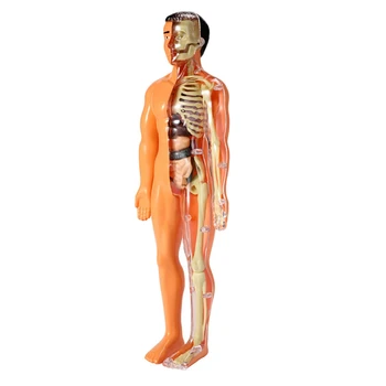 3D Модель анатомии человеческого Тела, Детская Пластиковая Игрушка-скелет 