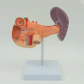 Анатомическая модель печени поджелудочной железы и двенадцатиперстной кишки человека Учебные материалы по медицинской анатомии
