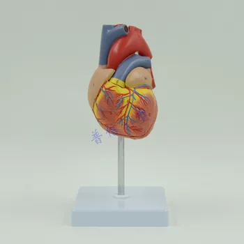 Анатомическая модель человеческого сердца, учебные принадлежности для медицинских наук 1:1