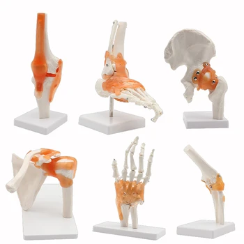 Анатомические модели суставов человеческого скелета, Колено, Локоть, Ступня, Рука, Плечо, Тазобедренный сустав со связками, учебные пособия по медицине